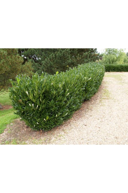 Prunus laurocerasus Otto Luyken